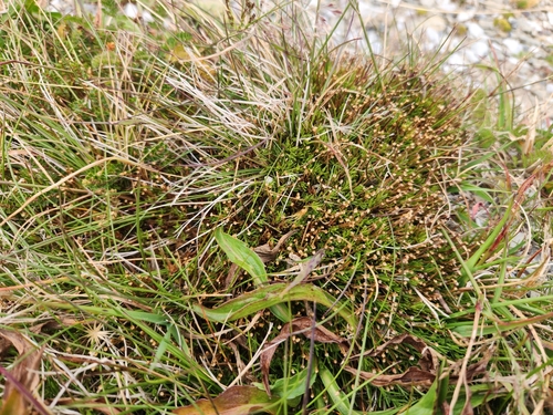 Scleranthus singuliflorus observed 2024-03-17