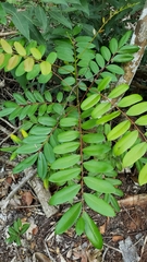 Simarouba