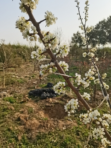 Chinese plum