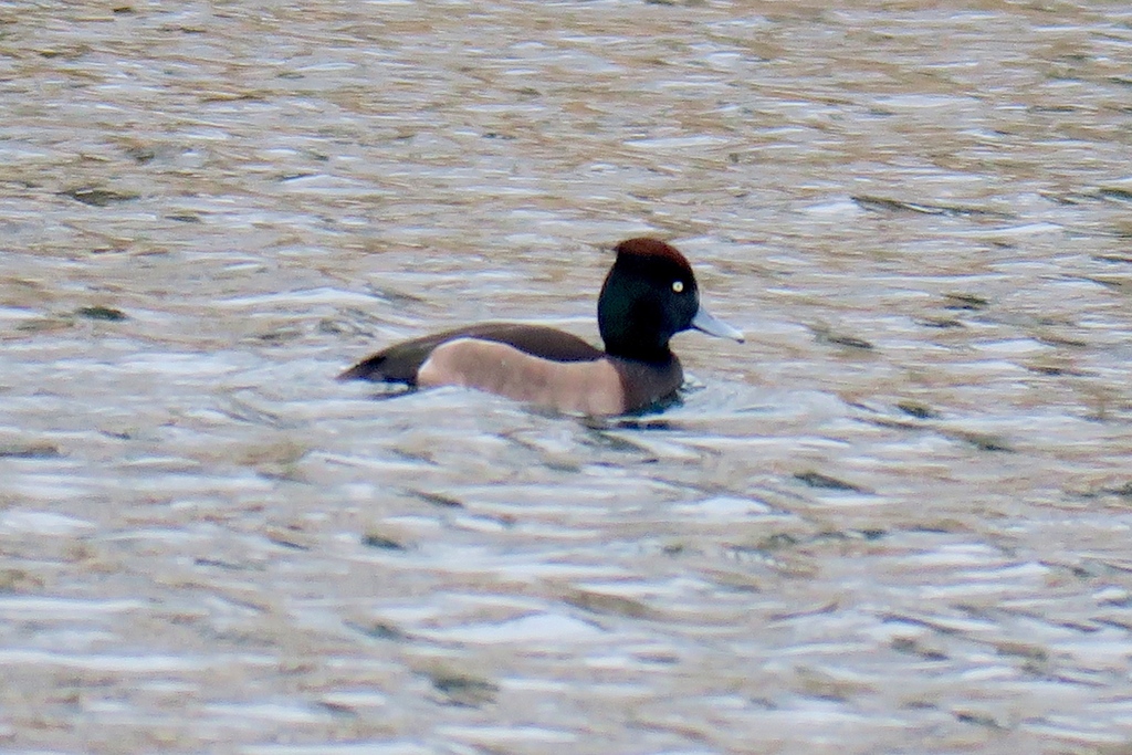 Tufted × Ferruginous Duck