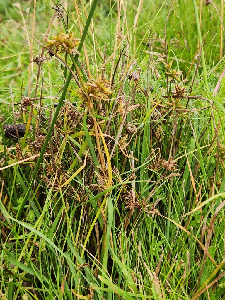 Juncus fockei