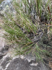 Ficinia ramosissima
