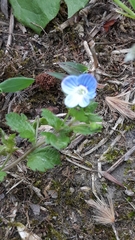 Veronica persica