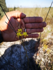 Bulbine favosa