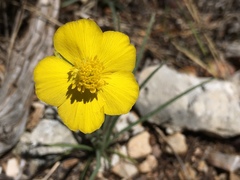 Ranunculus gramineus