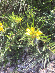 Calylophus