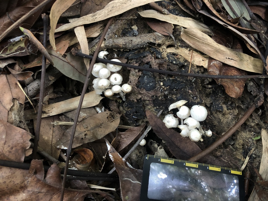 Favolaschia manipularis · April 2019 · photo: © mutolisp (iNaturalist, cc-by)