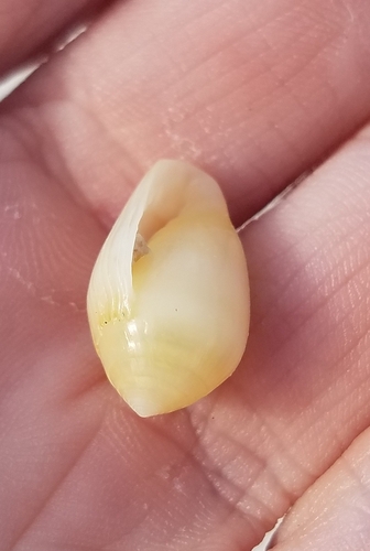 Melampus luteus observed 2024-03-18