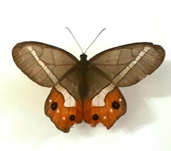 Pierella nereis
