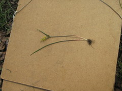 Gagea pusilla