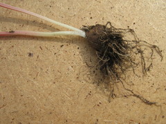 Gagea pusilla
