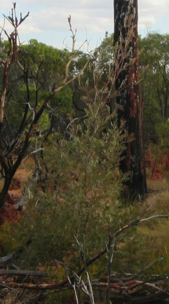 dicots from Torrens Creek QLD 4816, Australia on September 27, 2018 at ...