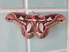 Rothschildia jacobaeae