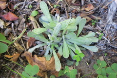 Pseudognaphalium undulatum