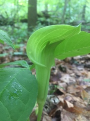 Arisaema triphyllum
