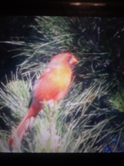Cardinalis cardinalis