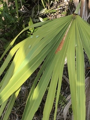 Ormenaria rufifascia