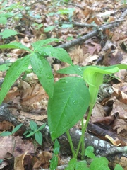 Arisaema triphyllum