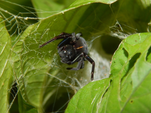 Stegodyphus mirandus
