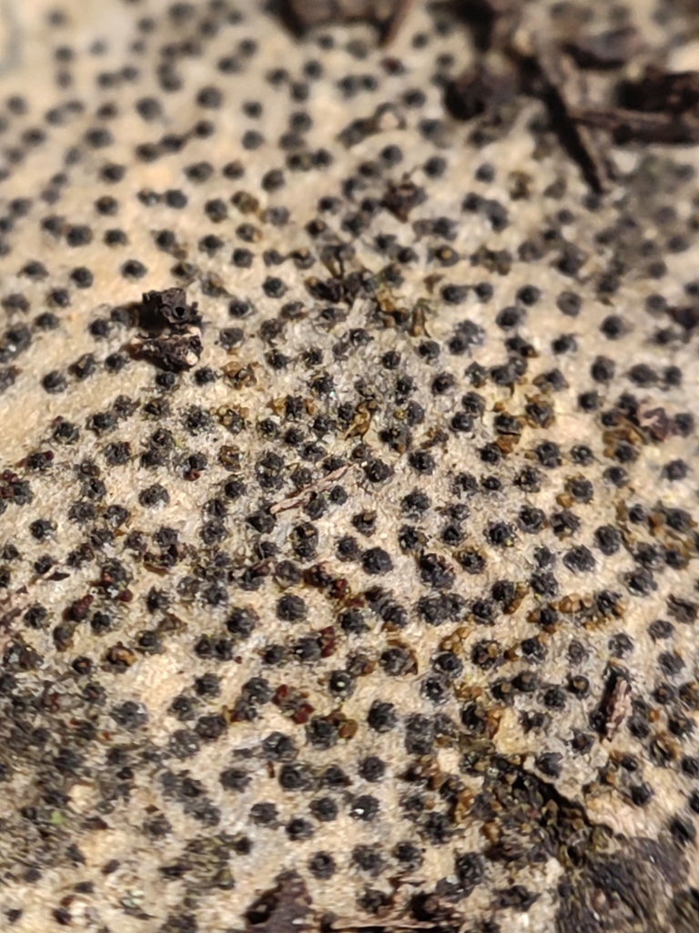 Cytospora populina