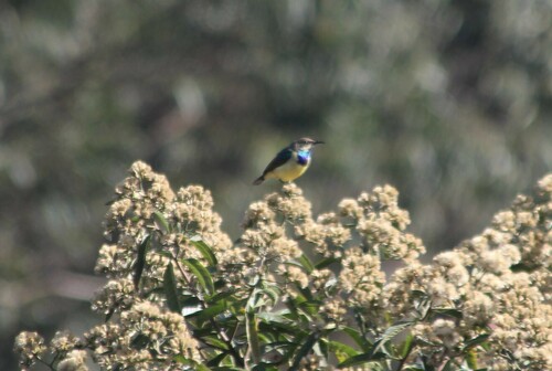 Variable Sunbird (Cinnyris venustus), photo 10