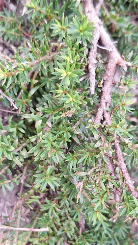 Image of Pultenaea pedunculata by no rights reserved