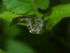 Thysanoplusia reticulata