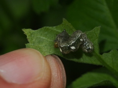 Thysanoplusia reticulata
