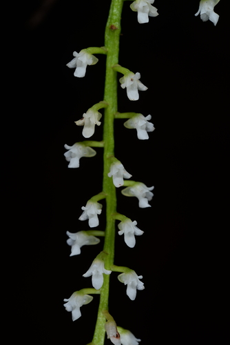 Schoenorchis vanoverberghii