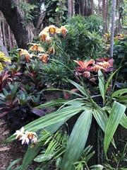 Collabieae