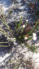 Trichocephalus stipularis