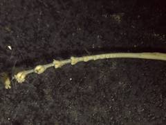 Pennatuloidea