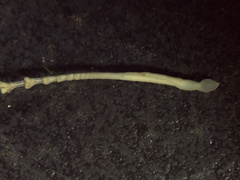 Pennatuloidea