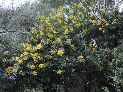 Senna corymbosa