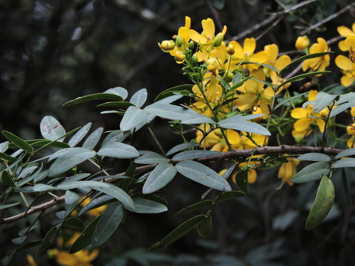 Senna corymbosa