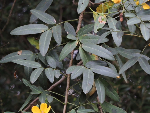 Senna corymbosa