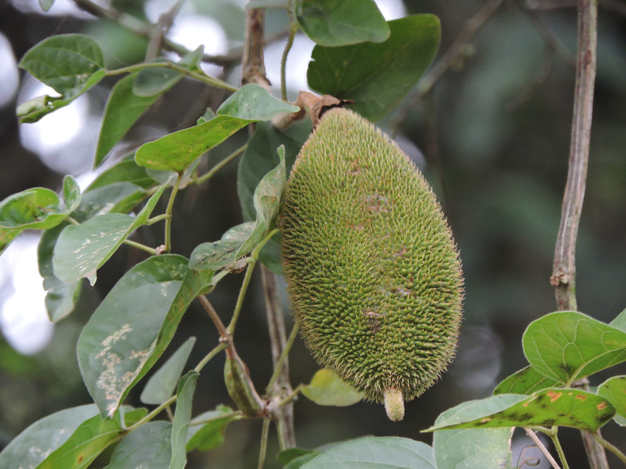 Amphilophium crucigerum