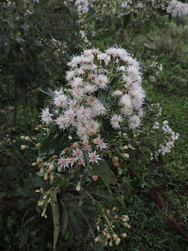 Image of Vernonanthura tweedieana by (c) Fabrício Mil Homens Riella, some rights reserved (CC BY)