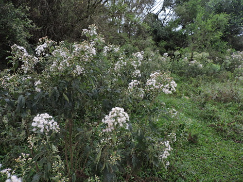 Image of Vernonanthura tweedieana by (c) Fabrício Mil Homens Riella, some rights reserved (CC BY)