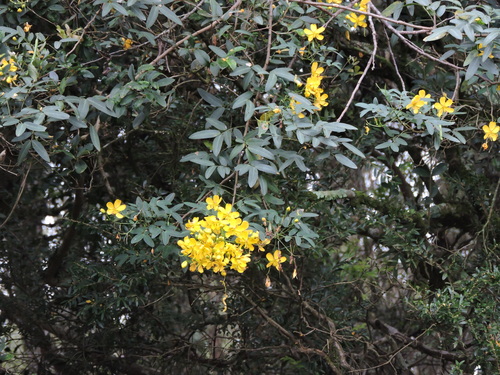Senna corymbosa