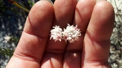 Trichocephalus stipularis