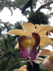 Collabieae
