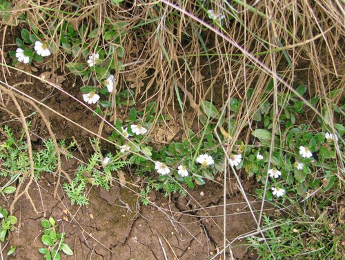 Image of Scaevola hookeri by no rights reserved