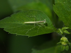 Tropidomantis gressitti
