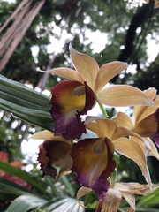 Collabieae