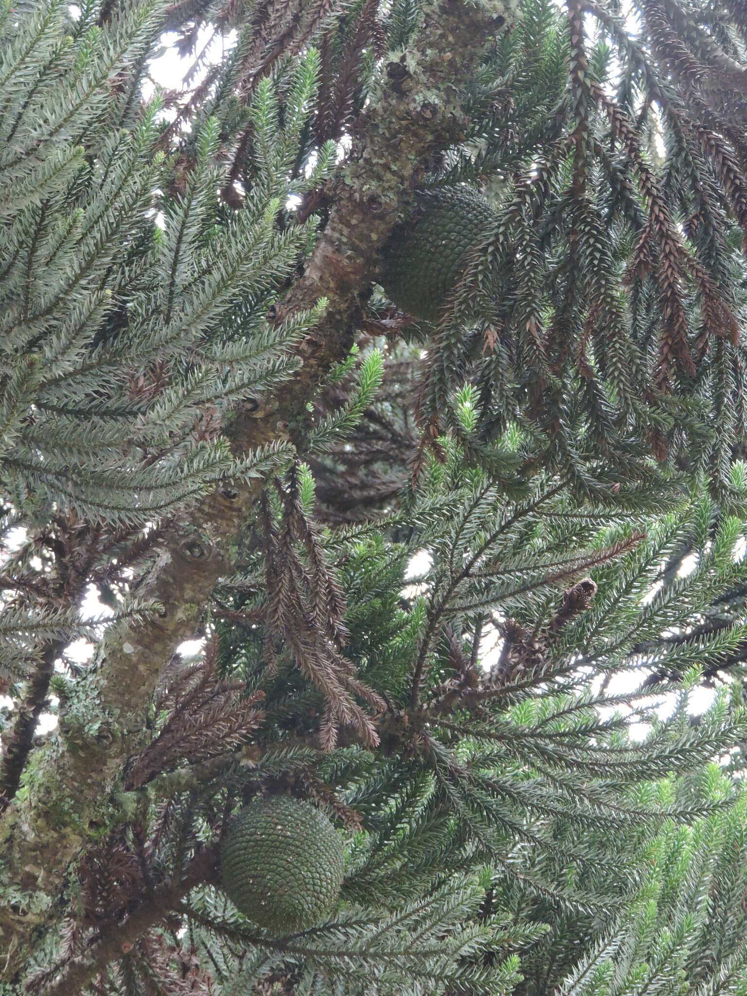 Araucaria angustifolia