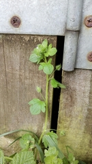 Veronica hederifolia