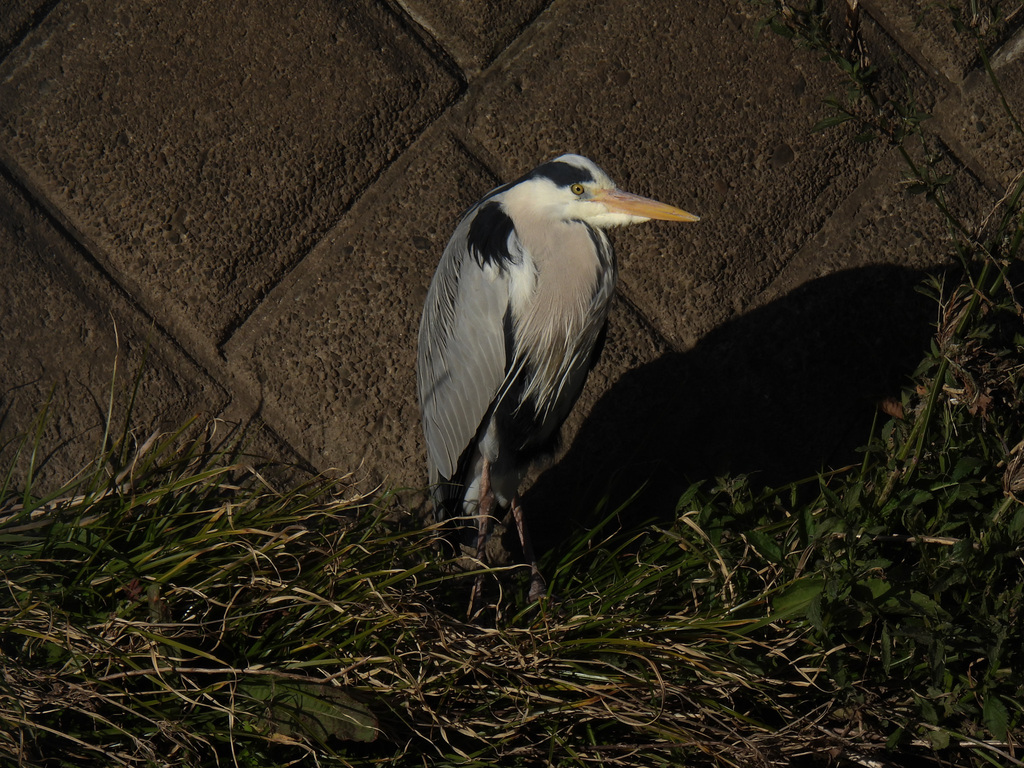 Grey Heron from Takatsu Ward, Kawasaki, Kanagawa, Japan on March 18 ...