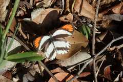 Colotis euippe