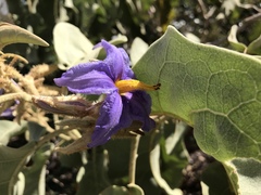 Solanum lycocarpum